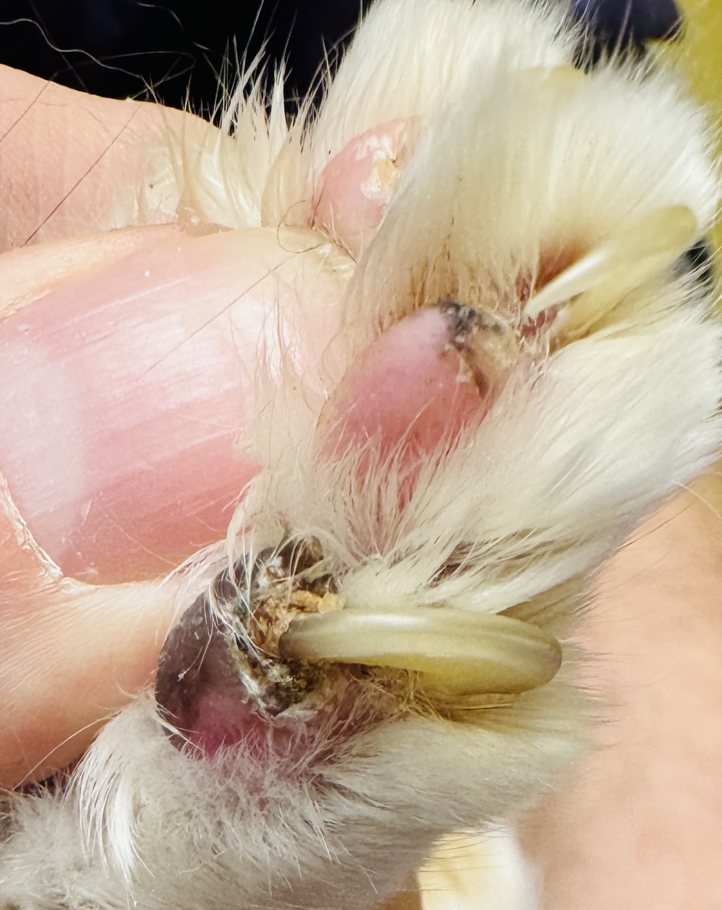 Embedded feline claws with puncture and visible material within paw pad tissue