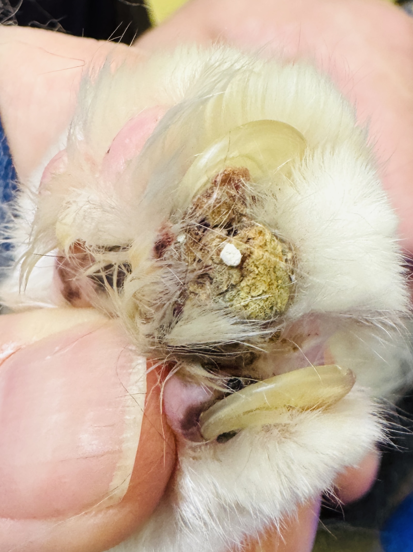 Multiple feline digits with compounding infection and severe embedded claw burden