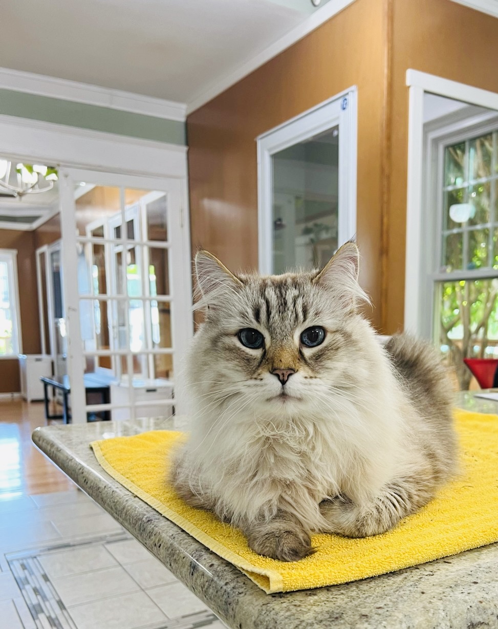 Cat relaxing on counter
