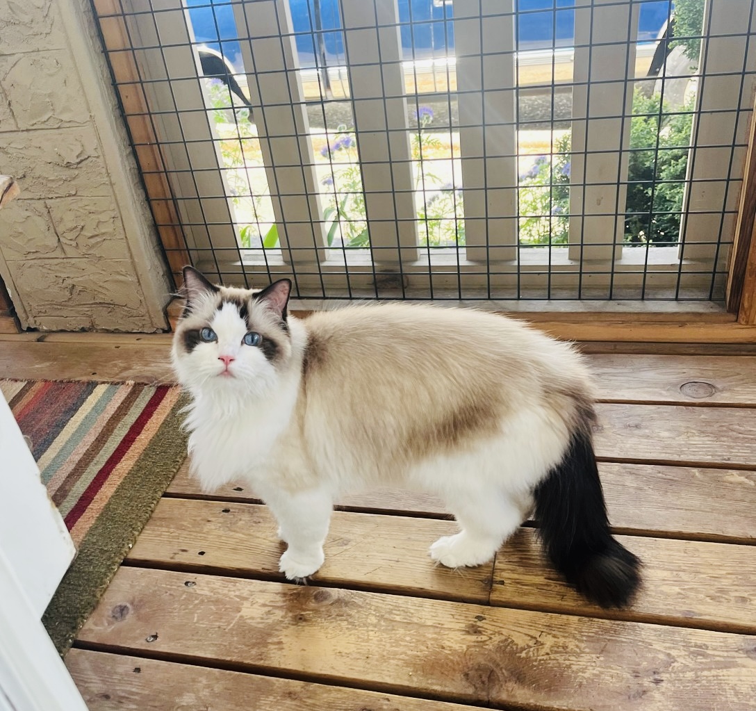 Cat boarding catio