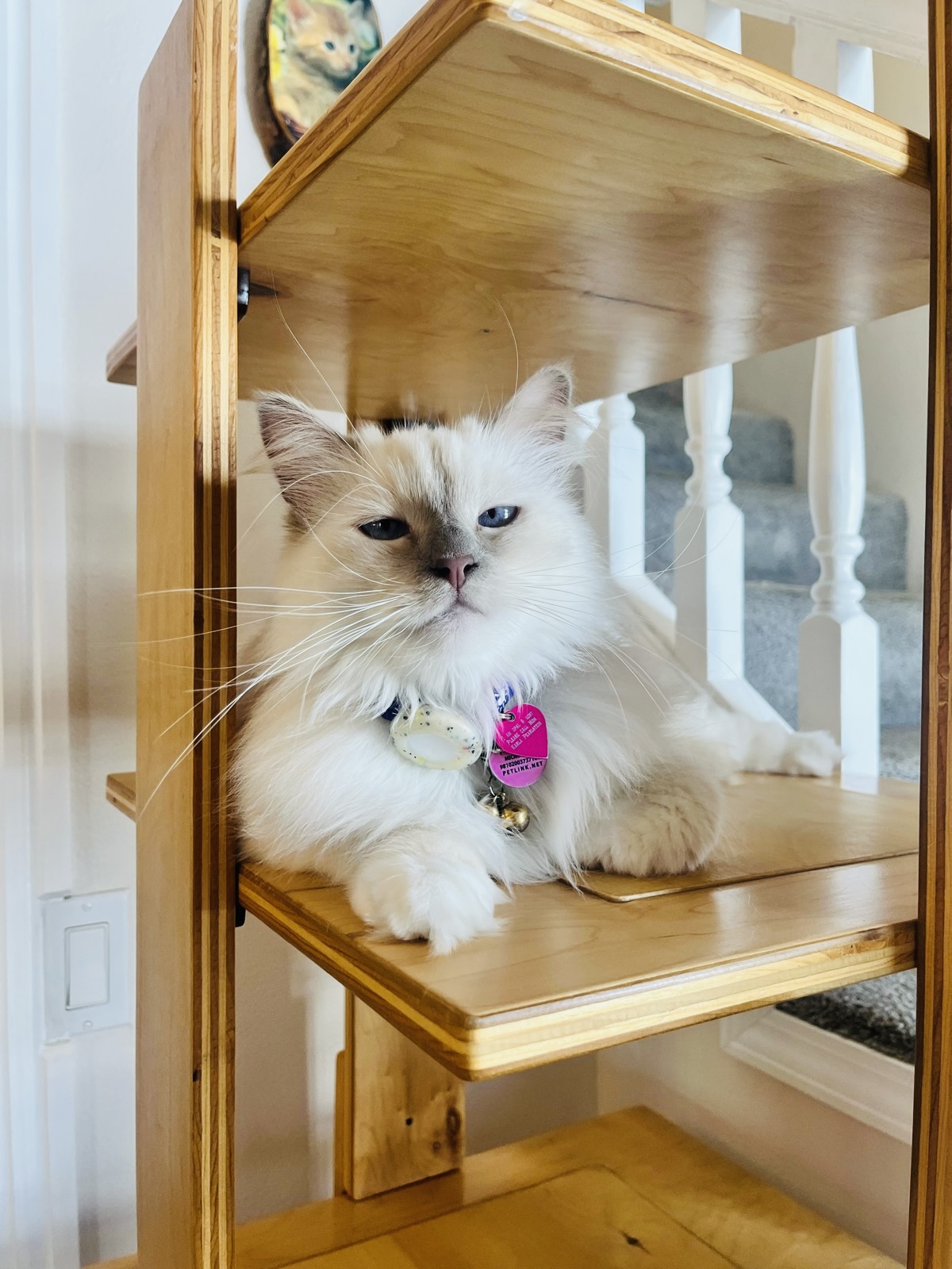 Relaxed cat boarding environment