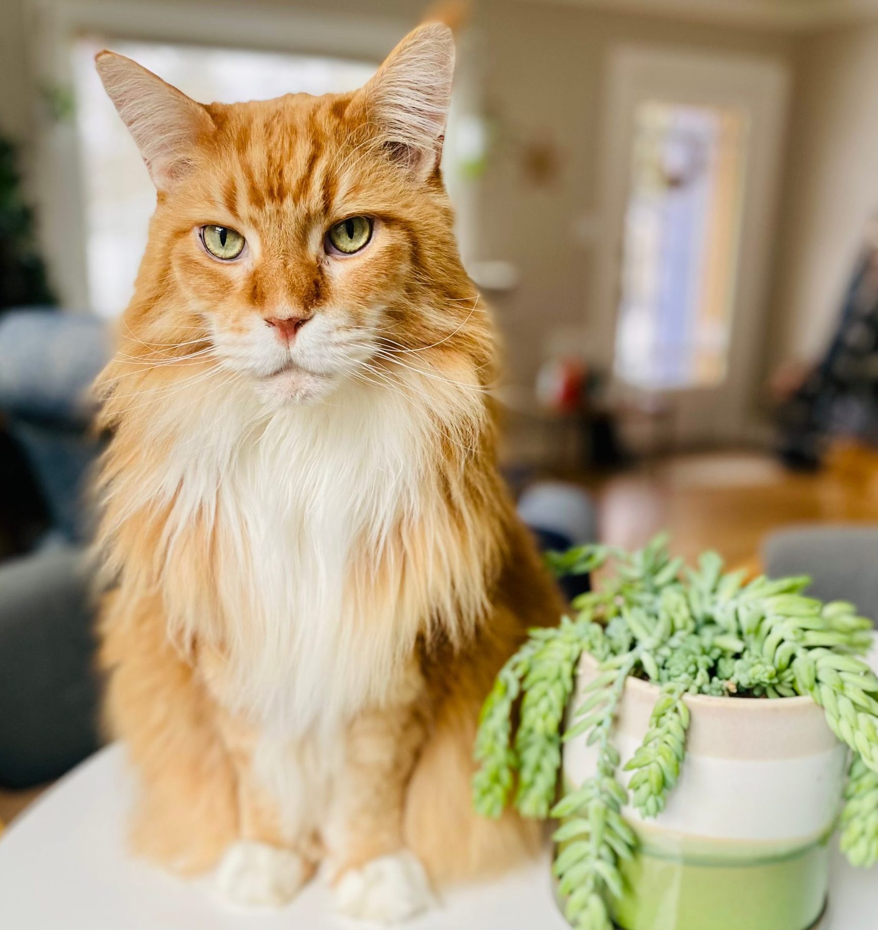 Calm cat sitting on a kitchen counter during feline-only cat sitting care