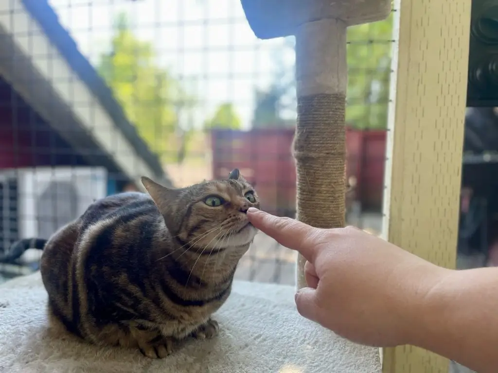 The female cat Mildred who was rescue was rehomed through Cats in the City Rescue Sellwood