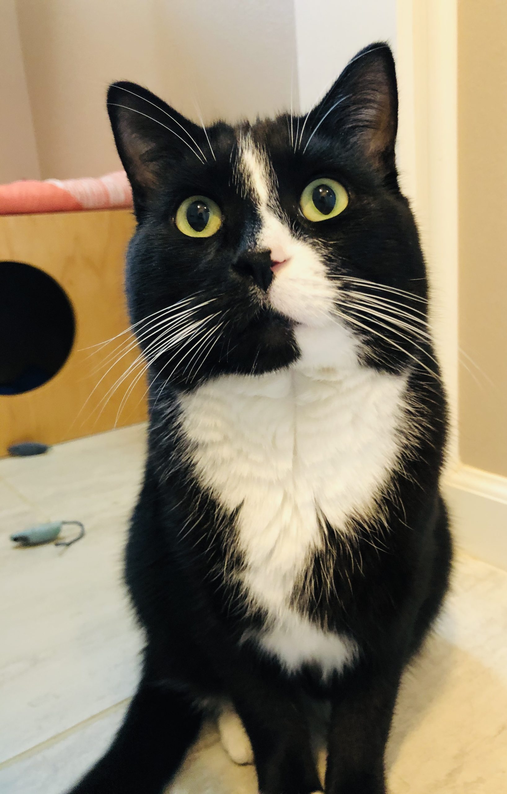 Cat quietly watching near a window during owner absence