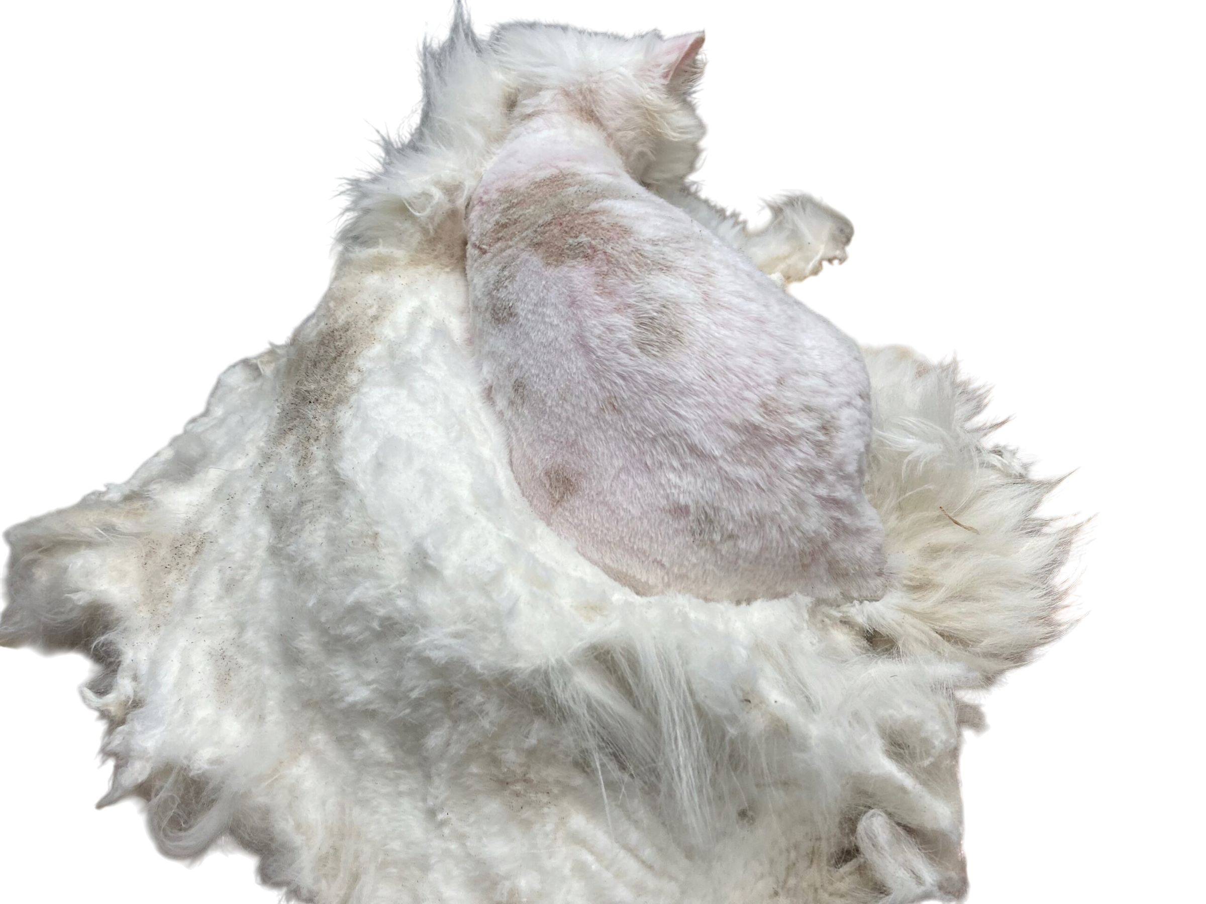 Cat during halfway pelt removal