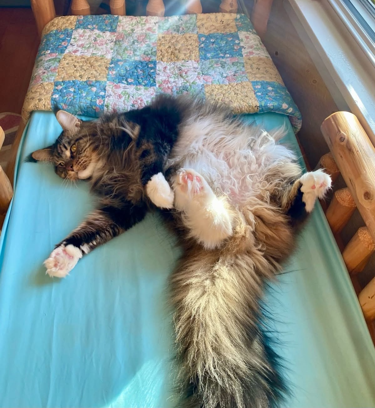 Cat resting comfortably