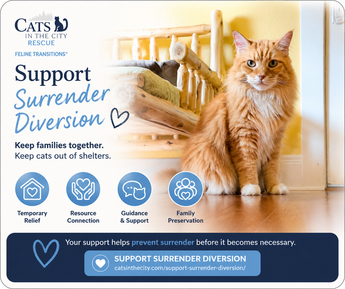 Support Cat Surrender Diversion