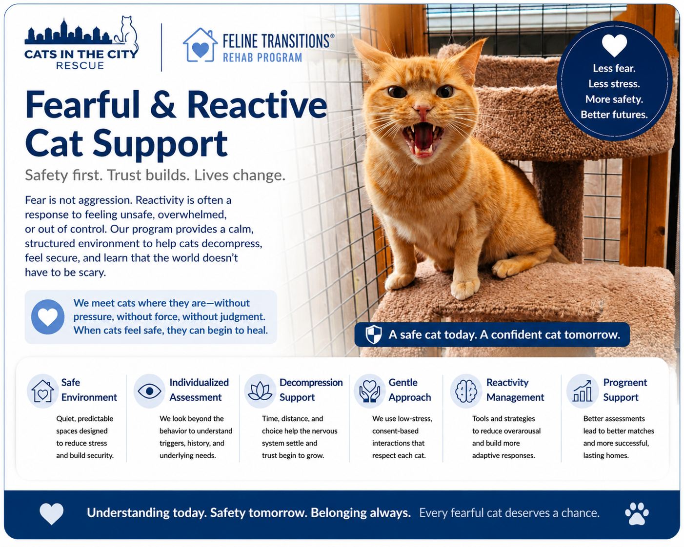 Fearful and Reactive Cat Support