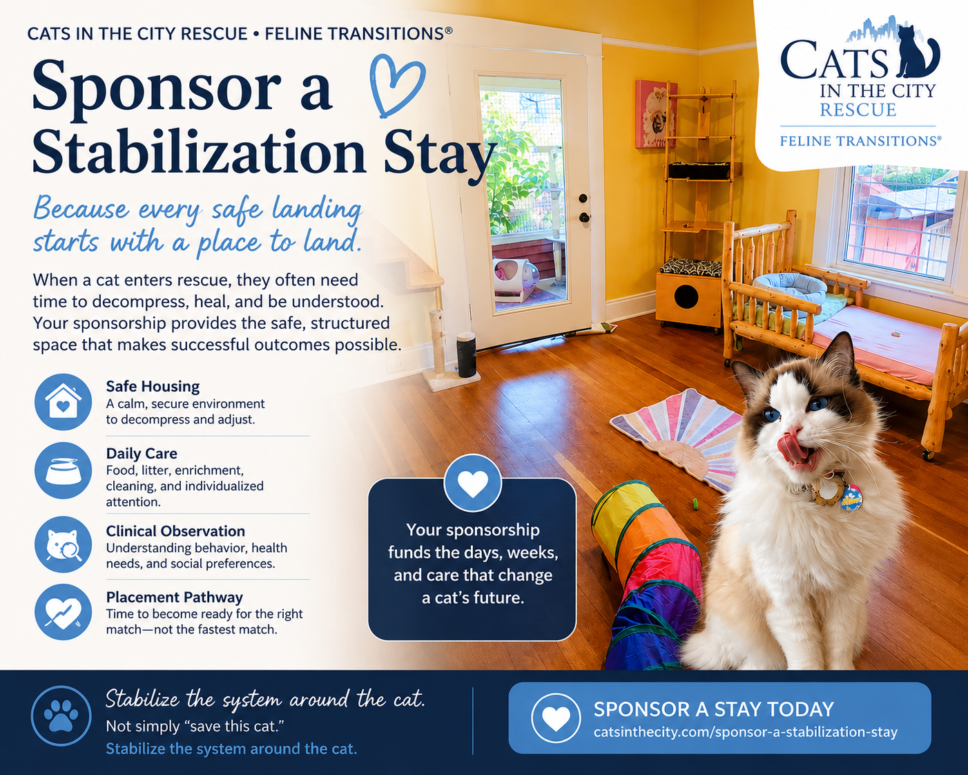 Sponsor a Cat Stabilization Stay