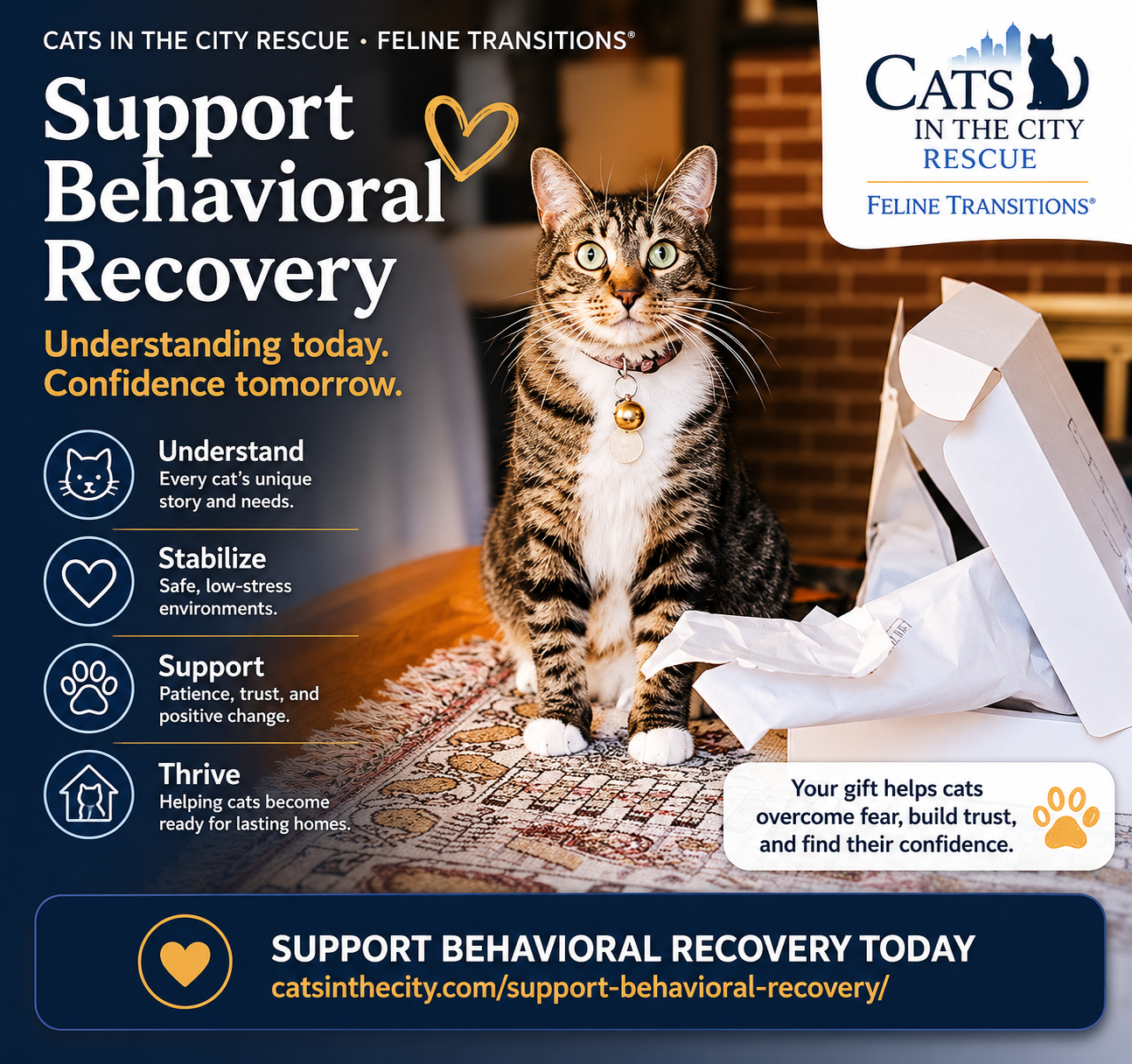 Rehab Programs for Cats