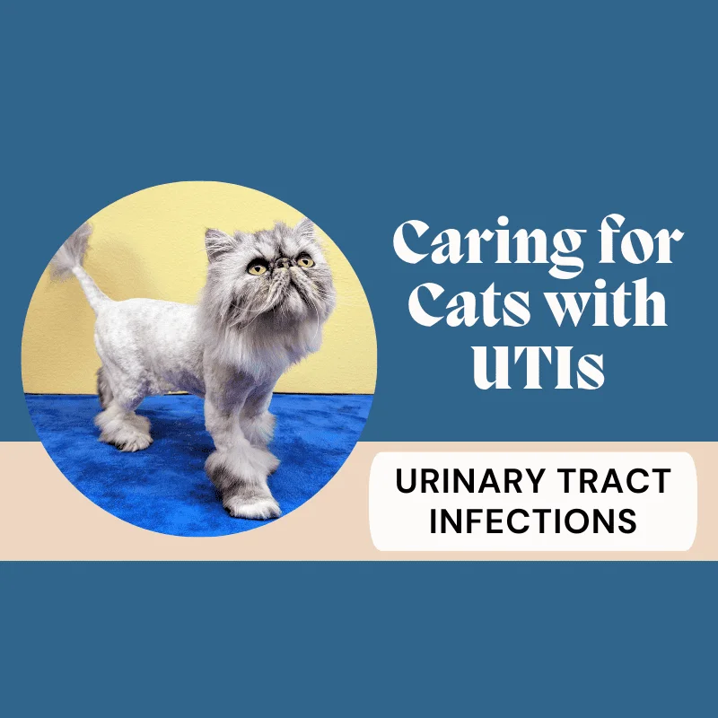 Better Care for Cats — calm, clinical, cat-only environment