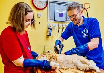 TANDEM™ grooming: handler and groomer working in sync