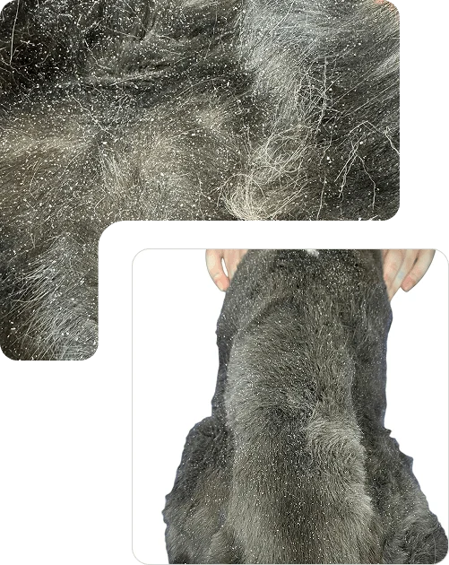 Cat coat with visible oil and buildup showing how deferred grooming can lead to a greasy, congested coat
