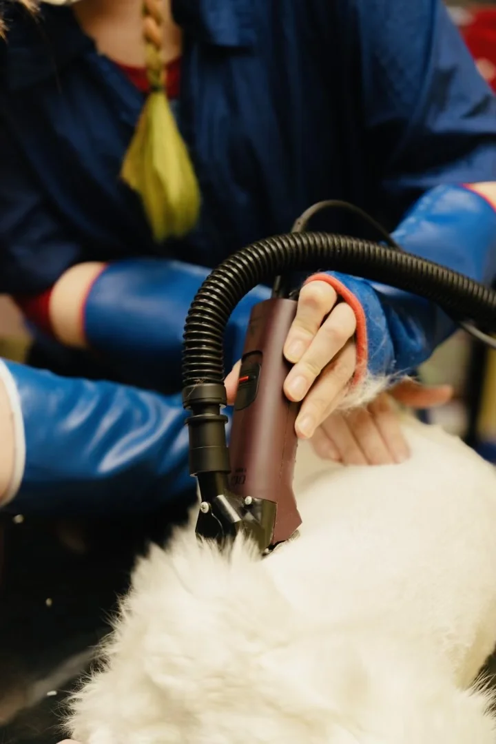 Professional cat handling emphasizes calm, low-stress technique to reduce the risk of cat bites during grooming and care