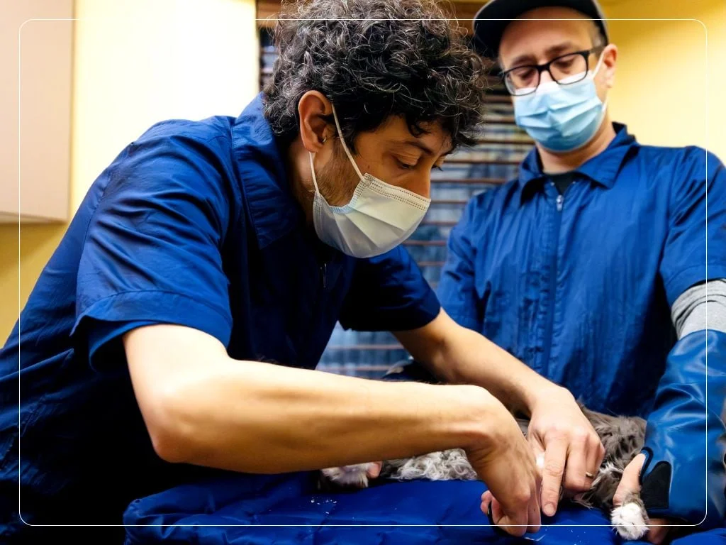 Cats in the City team providing synchronized, comfort-first handling in a feline-only suite