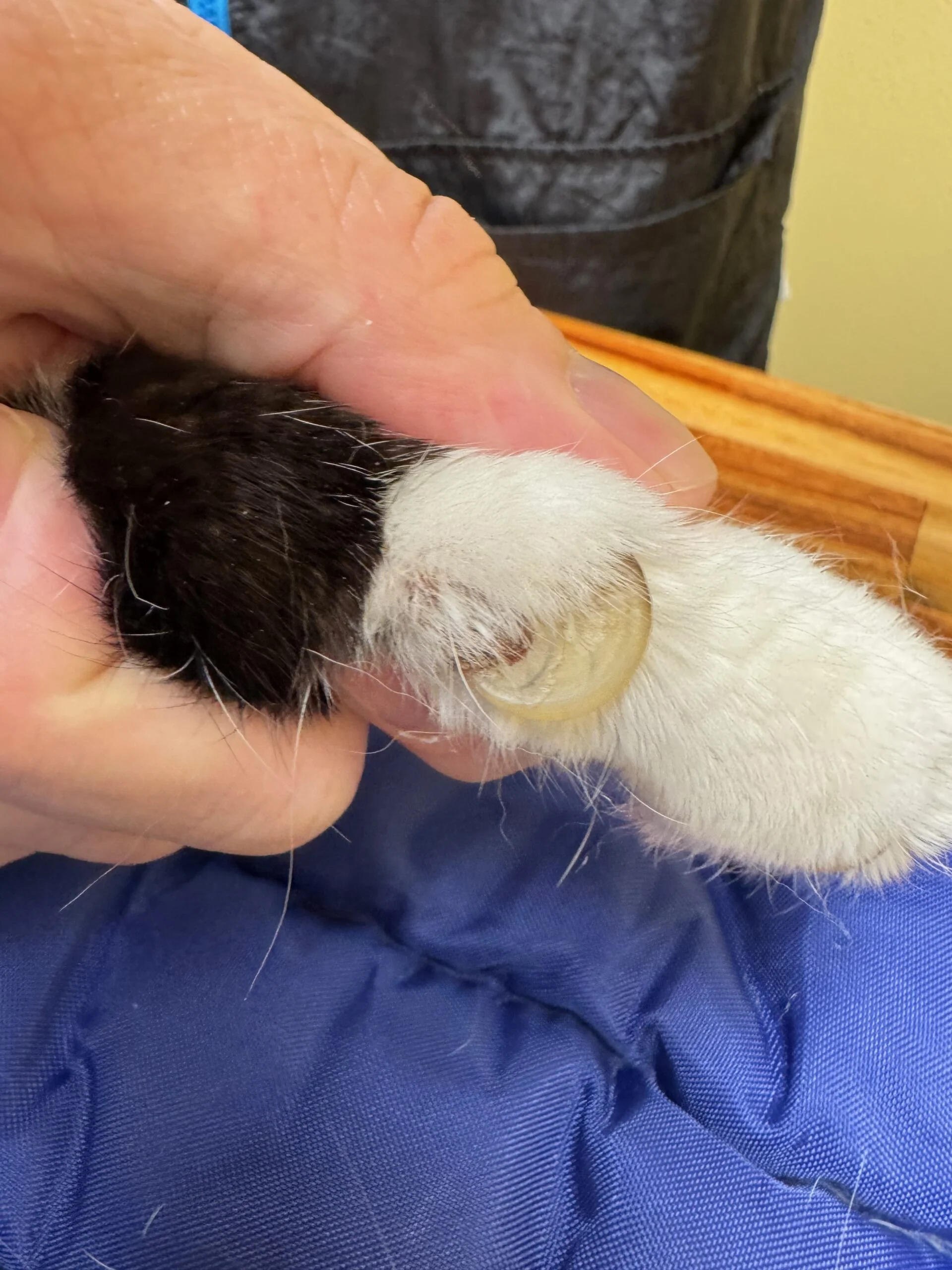Early-stage circular overgrowth in a cat nail approaching the paw pad
