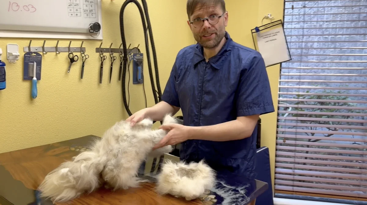 TANDEM Cat® team performing severe matting pelt removal on a grooming table in a quiet Portland suite