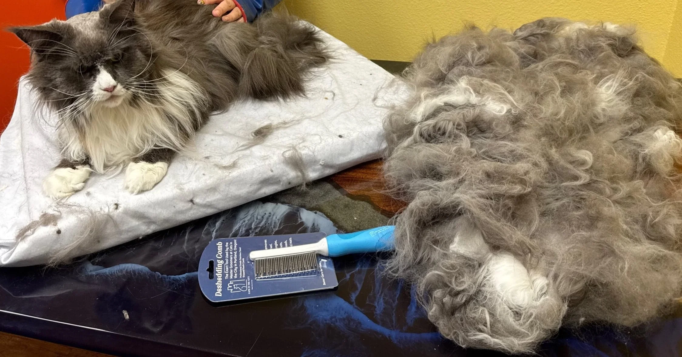 Long-haired cat after major deshedding next to the large hair pile removed during grooming