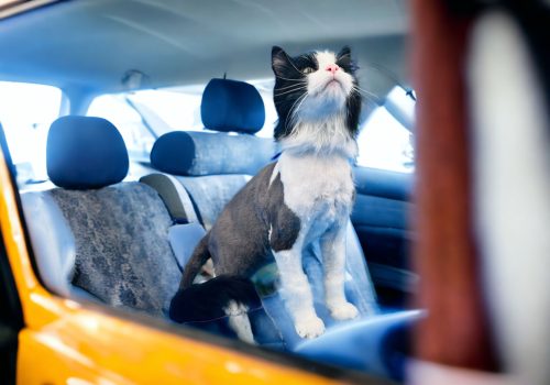Cat Taxi Hero Image